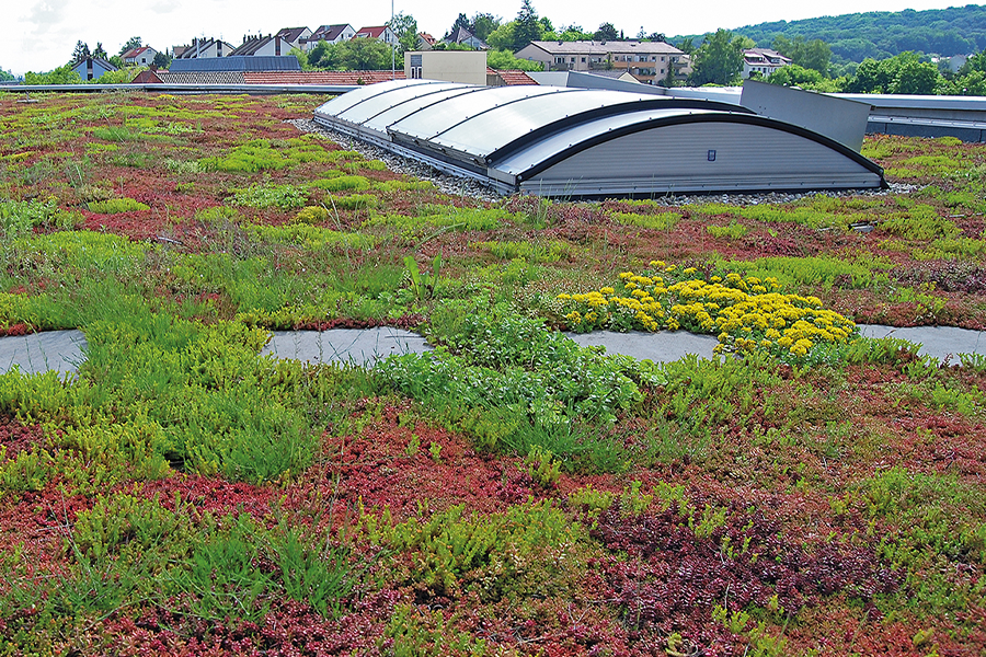 Begrüntes Dach